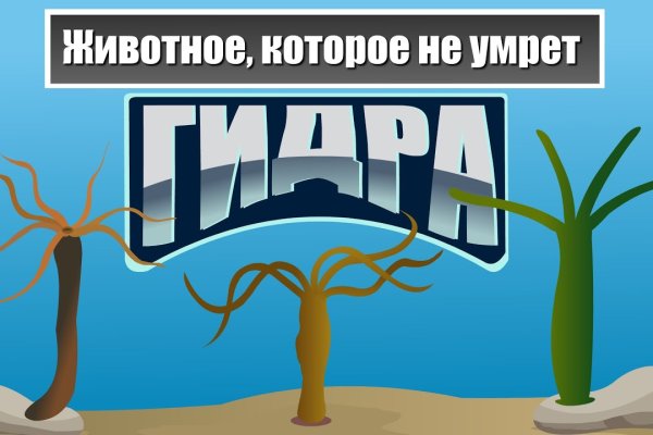 Актуальное зеркало kraken